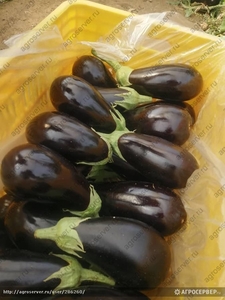 Баклажан свежие                                                                  #1724269