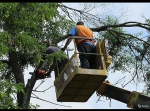 Спил деревьев. Сноска под основание. Сан обрезка #1724174