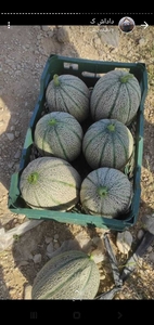 Дыня колхозница производство Иран #1724255