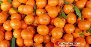 МАНДАРИНЫ                                                        #1724328