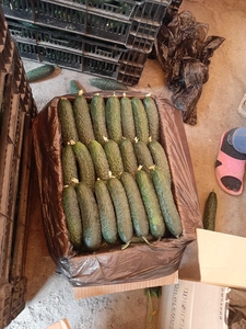 Огурцы сорт,  тепличные,  длинные,  средние и.т.д.                                  #1724321