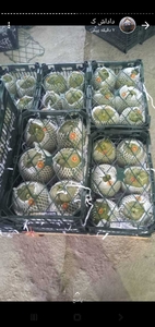 Дыня колхозница  #1724410