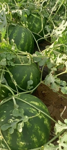 АРБУЗ в коробках  #1724442