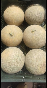 Дыня колхозница в коробках   #1724443