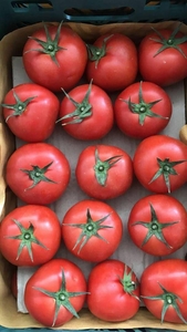 Помидоры........                                        #1724408