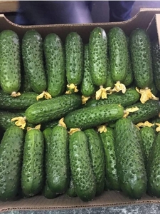 Огурцы оптом                                                 #1724440