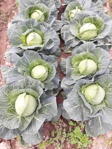 Айсберг салатный лист Капуста  #1724413