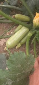 Кабачки  #1724419