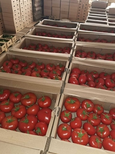 Помидор оптом #1724441