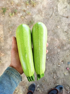 Кабачки кабачки #1724456