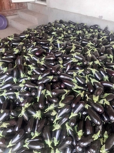 Баклажан Баклажан #1724455