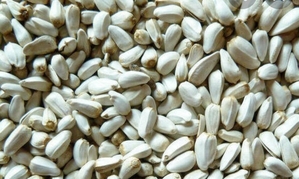  Семена Сафлора сорт 