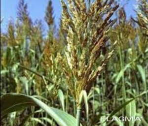 Семена суданки 