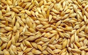  Семена ячмень яровой  Казахстан #1724540