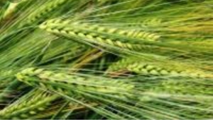  Семена  ячмень озимый 