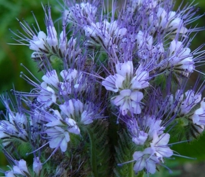  Семена  фацелия  пижмолистная  