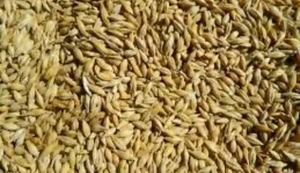  Семена  ячмень яровой  38 сортов  ЭС,  РС-1/ РС-2  Россия #1724559