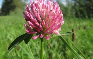  Клевер красный (розовый) сорт 