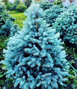 Семена ели голубой колючей 
