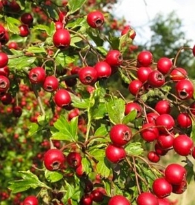 Семена Рябины Красной обыкновенной (Sórbus aucupária) РСТ ,  Россия #1724613