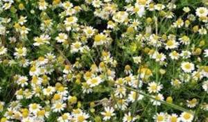 Семена Ромашка лекарственная/аптечная  #1730577