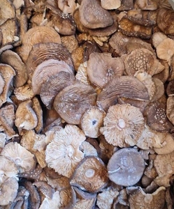 Мухомор пантерный с Алтайского края #1732936