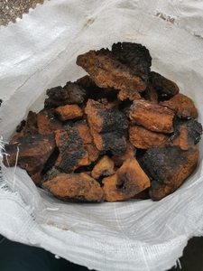 Березовый гриб чага от производителя #1732955