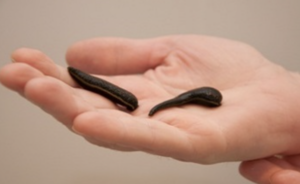 Лечение пиявками у вас дома!!!  #761658