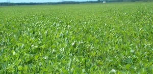 Семена люцерны европейская,  местная #1733644