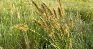 Семена житняка батыр и карабалыкский #1733643