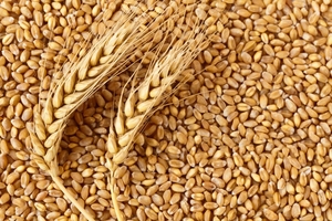 Grain supplier in Kazakhstan #1734953