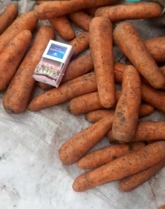 Морковь #1734168