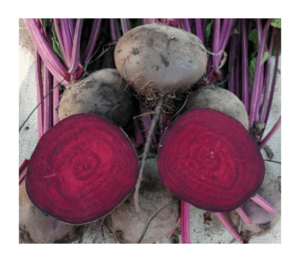 Свекла #1734167