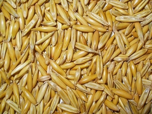 Oats Supplier #1735795