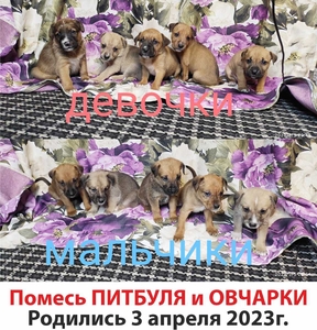 Продам щенков помесь питбуля и овчарки. #1736517