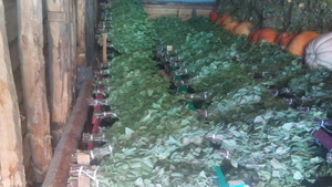 продам веники березовые #1737608