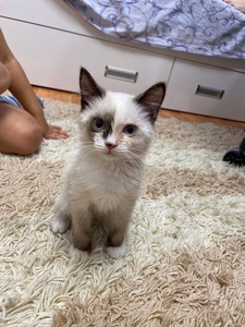 Отдам котенка в хорошие руки!! #1738472
