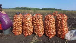 Осуществляем продажу и отгрузку картофеля – Новый урожай 2023. Сорт Импала. Вид  #1738933