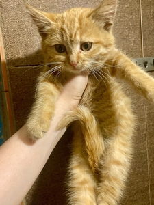 Котенок девочка в хорошие руки срочно #1740329
