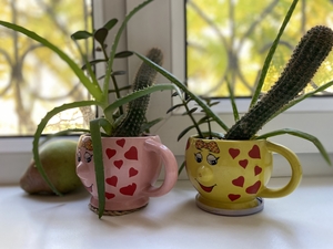 Флорариум-мини из сукулентов #1655034