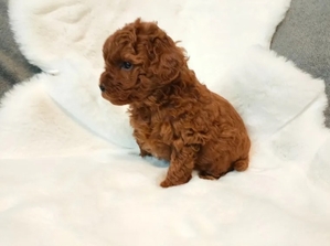 Toy Poodle puppies in red with pedigree #1741514