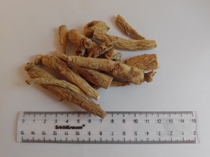 Женьшень Корень #1741807