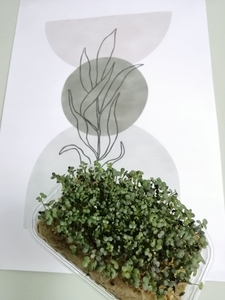 Микрозелень в наличии и по предзаказу #1742594