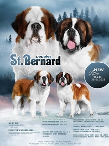 Продажа щенков Сенбернара  #1743350
