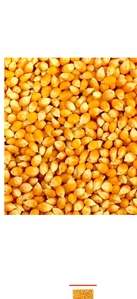 Куплю кукурузу кормовую от 5000тн #1743227