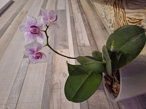 Домашние орхидеи #1747689