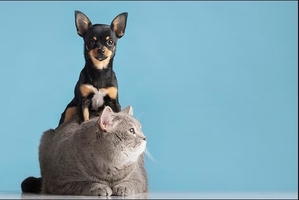 Перевозка собак и кошек из Казахстана в США и Канаду с Delivery Animal #1748452