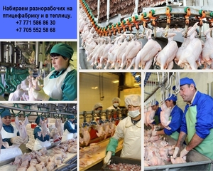 Компания ПРO работа ищeт разнорабочих на работу в птицефабр. и теплицу #1750175