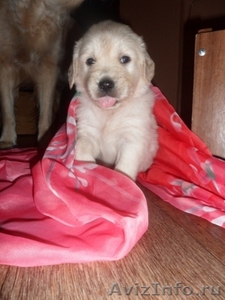 Продаются щенки золотистого ретривера #408285