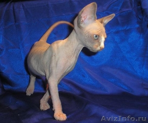 Котёнок канадского сфинкса,  голубоглазая. Недорого. #455338